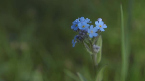 森の中の夏に青い花を咲かせます。素晴らしい自然。4k — ストック動画