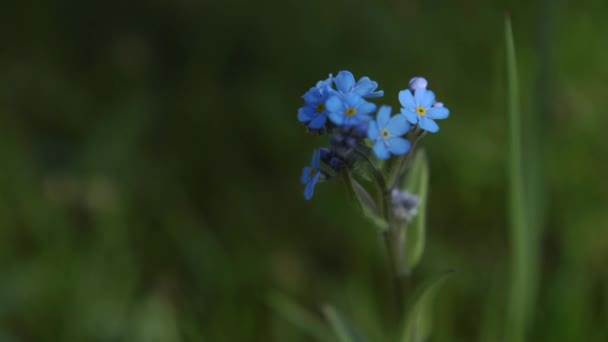 Fiori blu in estate nella foresta. Natura meravigliosa. 4k — Video Stock