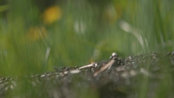 Formigas florestais e uma colônia de formigas no trabalho constroem ninhos. 4k — Vídeo de Stock
