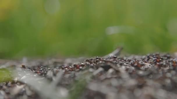 Las hormigas del bosque y una colonia de hormigas en el trabajo construyen nidos. 4k — Vídeos de Stock