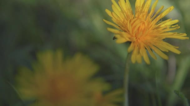 La flor amarilla del campo del diente de león joven en la hierba verde se sacude al viento. 4k — Vídeo de stock