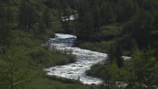 4k. Mountain spring stream est une rivière sauvage rapide dans la forêt — Video