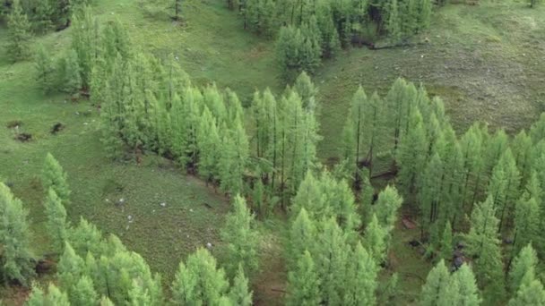 4K photographie aérienne d'un vol au-dessus d'une belle forêt verdoyante à la campagne au-dessus du sommet des arbres — Video