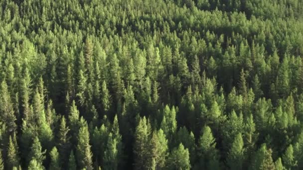 Fotografia aérea 4K de um voo sobre uma bela floresta verde no campo sobre os topos das árvores — Vídeo de Stock