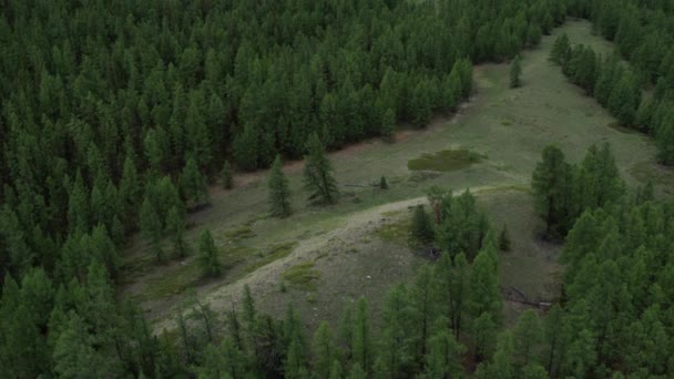 Flying over the forest, over the tops of trees, meadows, a view of the mountains. 4K aerial photography — 비디오