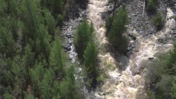 Fotografía aérea, volando sobre el río en un bosque de pinos. Bosque paisaje 4K — Vídeos de Stock