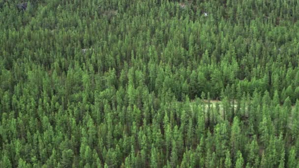 4K fotografía aérea de un vuelo sobre un hermoso bosque verde en el campo sobre las copas de los árboles — Vídeos de Stock