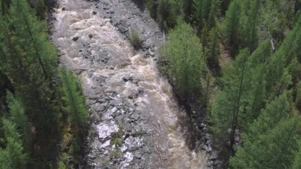 Fotografia aerea, sorvolando il fiume in una pineta. Paesaggio forestale 4K — Video Stock