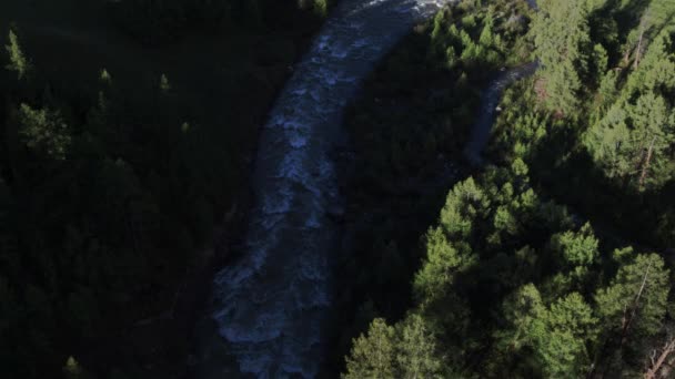 Photographie aérienne, survolant la rivière dans une pinède. Paysage forestier 4K 