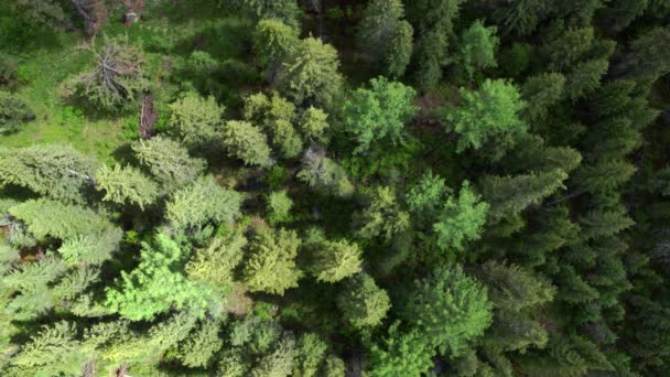 4К аэрофотосъемка полета над красивым зеленым лесом в сельской местности над вершинами деревьев — стоковое видео