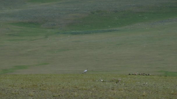 Cigüeñas en la naturaleza en un claro 4k — Vídeo de stock
