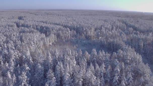 Aerial photo of a winter road in the forest. Vehicle traffic, helicopter flight — Stok video