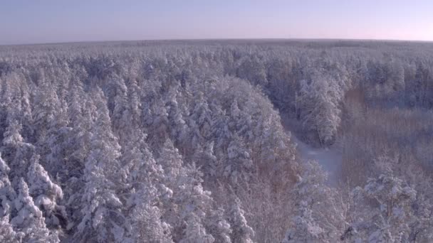 Luftaufnahme eines Winterweges im Wald. Fahrzeugverkehr, Hubschrauberflug — Stockvideo