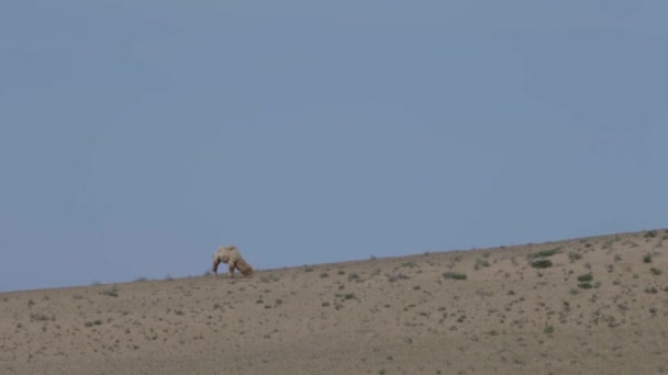 Kamelen in de woestijn concept van wilde en avonturen — Stockvideo