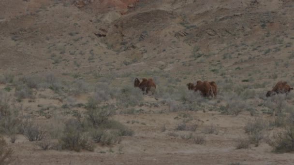 Camellos en el desierto concepto de salvaje y aventuras — Vídeo de stock