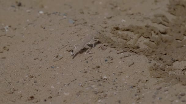 Un petit lézard dans le désert un gros plan — Video
