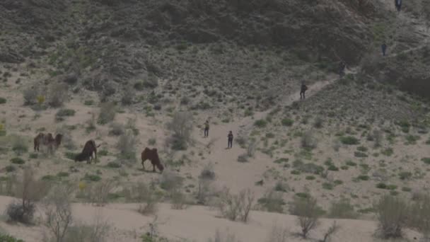 Toeristen kijken en fotograferen kamelen in het wild in de woestijn — Stockvideo