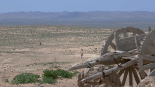ラクダは砂漠の道を歩いている 古い本物の戦車 カート 熱からの空気中の振動 カートに集中しろ — ストック動画