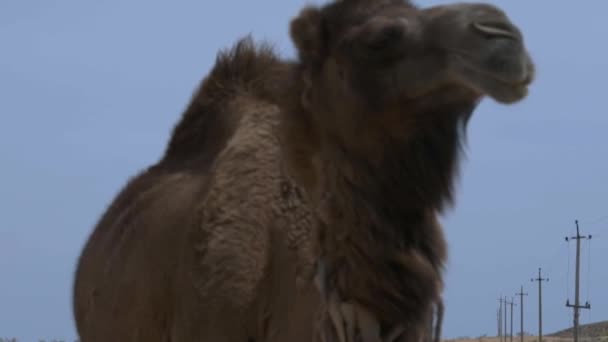 Camel Vai Para Câmera Close Céu Azul — Vídeo de Stock