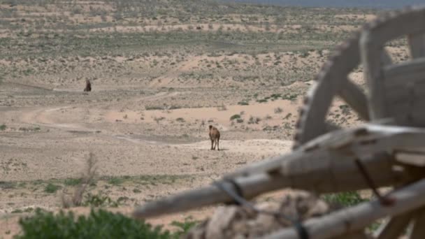 Верблюди Ходять Дорозі Пустелю Стару Справжню Колісницю Візок Вібрації Повітрі — стокове відео