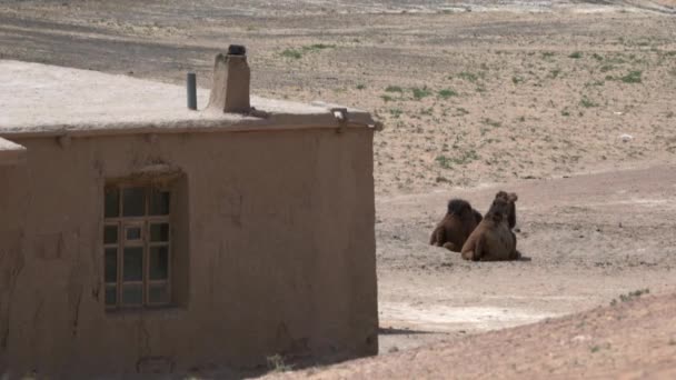 Paio Cammelli Giacciono Nel Deserto Vicino Una Vecchia Casa Argilla — Video Stock