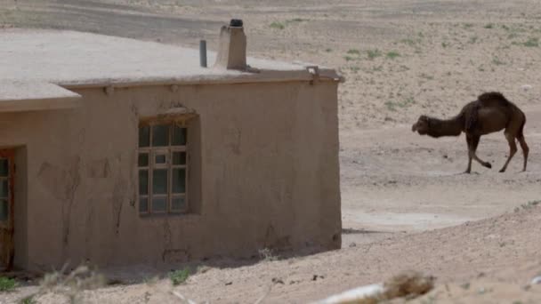 ラクダは砂漠の古い粘土の家に来て 空気は熱から揺れる — ストック動画