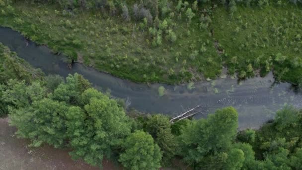 Survoler une rivière qui coule à travers la forêt à la campagne. fermer 4k 