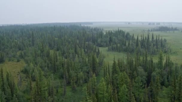 Volando sobre un bosque de pinos, la niebla en el bosque se extiende hasta el horizonte 4K — Vídeos de Stock