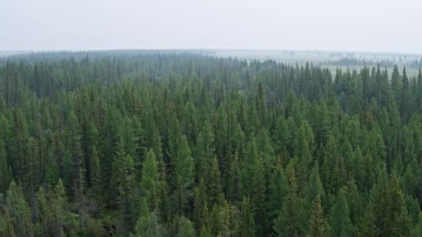 Volando sobre un bosque de pinos, la niebla en el bosque se extiende hasta el horizonte 4K — Vídeos de Stock