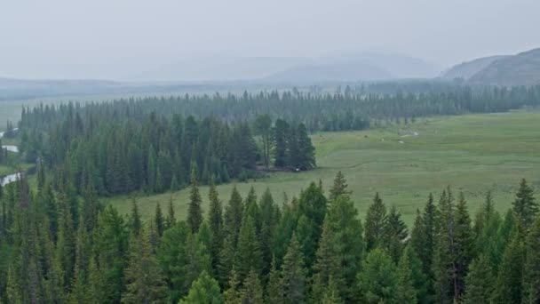 Paisaje de bosque brumoso debajo de los caballos en la distancia montañas montañosas 4k — Vídeos de Stock