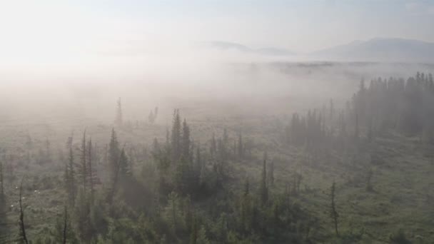 Aerial view Flying over a thick foggy field before sunrise Pine trees in the fog — Stockvideo