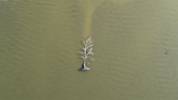 Ein kleiner Wellenschlag auf der Wasseroberfläche Ist ein trockener Baum Der Fluss ist braun 4k — Stockvideo