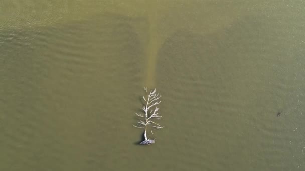 A small ripple on the surface of the water Is a dry tree the River is brown 4k — Stock Video