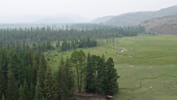 The drone flies over the forest in the fog, it is attacked by an eagle, 4K — Stock Video