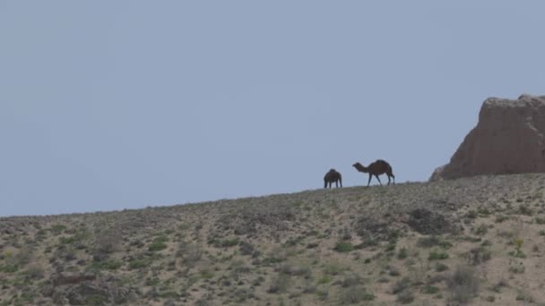 Верблюды в пустыне: концепция дикой природы и приключений — стоковое видео
