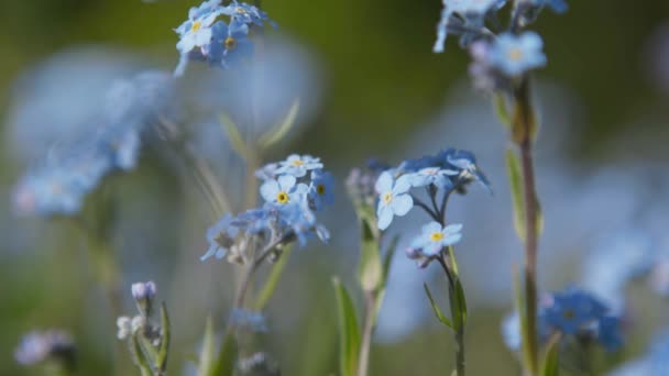 Un campo di fiori blu ondeggianti nel vento . — Video Stock