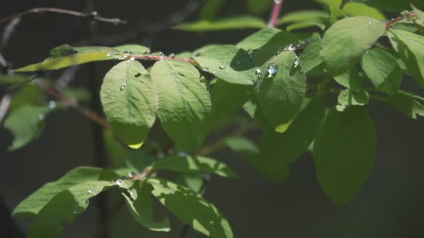 Gotas de chuva caindo em um ramo de close-up, imagens com som natural da floresta — Vídeo de Stock
