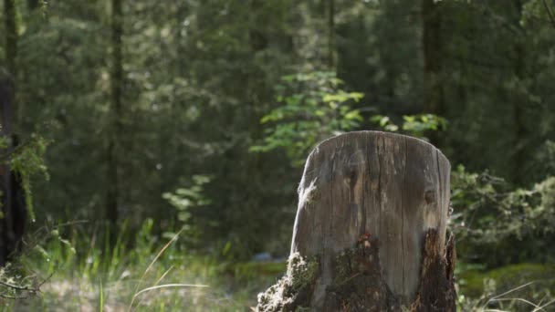 Evaporation de l'humidité sur une souche dans la forêt après la pluie gros plan, son — Video