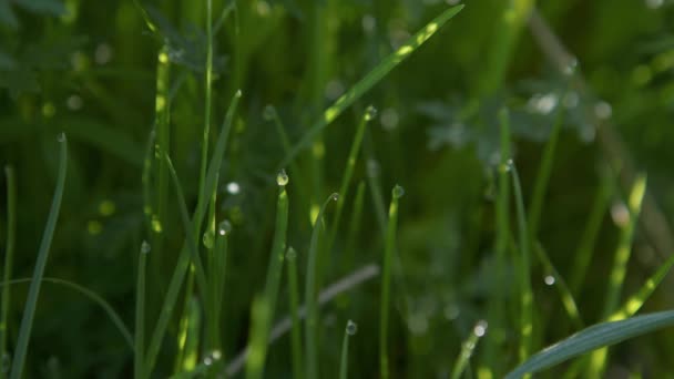 Green grass and morning raindrops, dew. Close up. Sunbeams. — Wideo stockowe