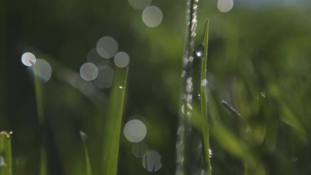 Rugiada sull'erba verde e sui raggi di sole. spazio libero per l'inserimento. Focus selettivo — Video Stock