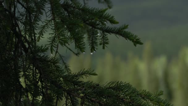 Ramos de pinheiro acenando ao vento com gotas de chuva, no fundo da floresta — Vídeo de Stock