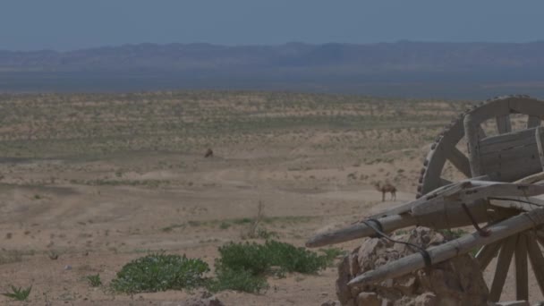 Kamelen in de woestijn. Oude echte wagen, kar. Focus op de kar — Stockvideo