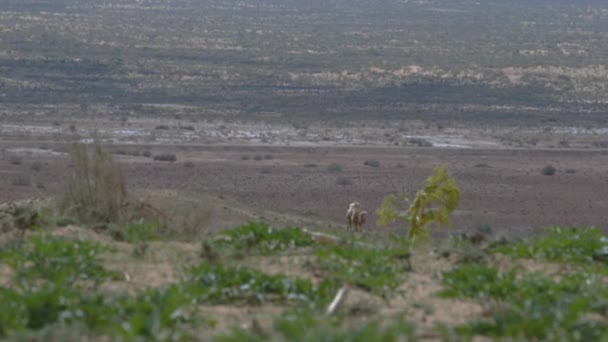 Camello en el desierto concepto de salvaje y aventuras — Vídeo de stock