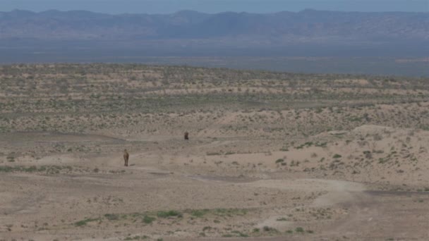 Uma caravana de camelo atravessa o deserto. A vibração do ar do calor — Vídeo de Stock