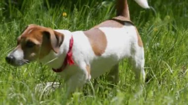 Ormanda kırmızı kravatlı bir köpeğin izini sürüyorum. Islak yüzlü bir köpek yavrusu yiyecek buldu.