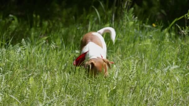 Отслеживание собаки в лесу. Щенок берет палку из грязной лужи — стоковое видео