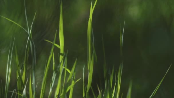 Erba fresca di primavera verde con gocce di rugiada. Sfondo di erba sfocata. Copyspace . — Video Stock