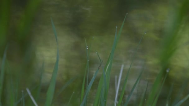 Herbe fraîche de printemps verte avec des gouttes de rosée sur un fond flou d'eau . — Video