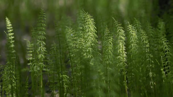 Herbe printanière verte fraîche avec gouttes de rosée. Fond d'herbe floue. Espace de copie . — Video