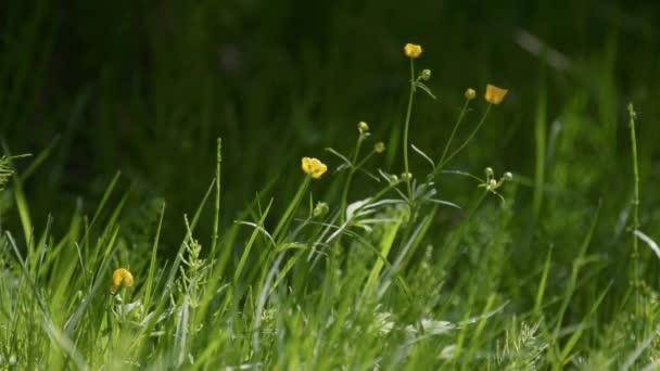 Весняні жовті квіти в лісі махають вітром. Вільне місце для вставки — стокове відео
